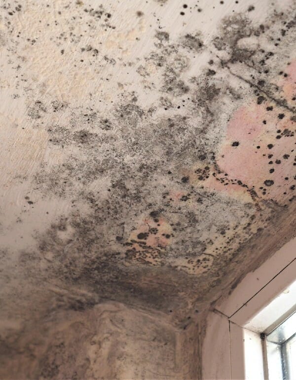 Mold on ceiling in home